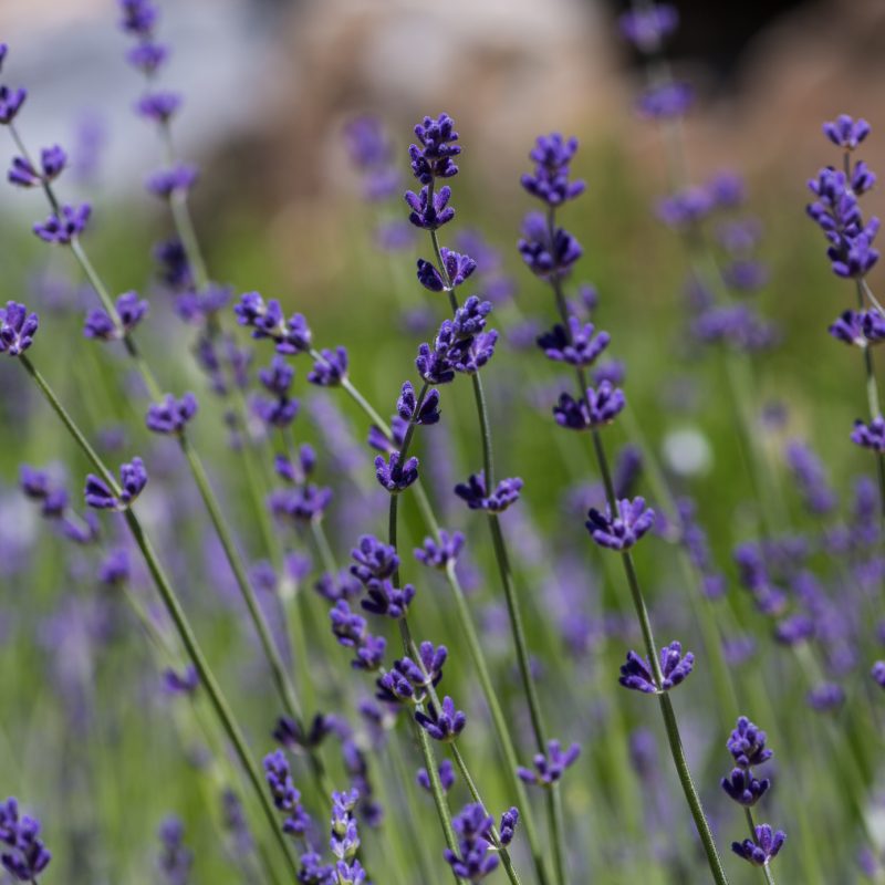 lavender at Crystal Hills Organics