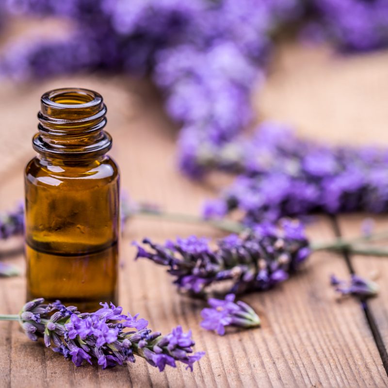 lavender and essential oils