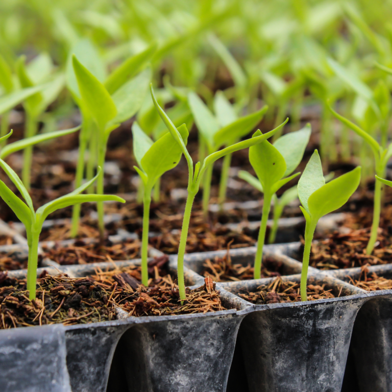 Seedling Care Indoors with Crystal Hills Organics